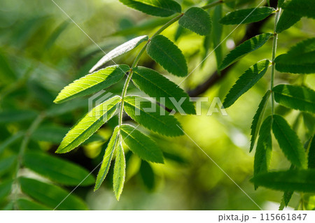 Beautiful spring leaves of trees in the sun's rays macro 115661847