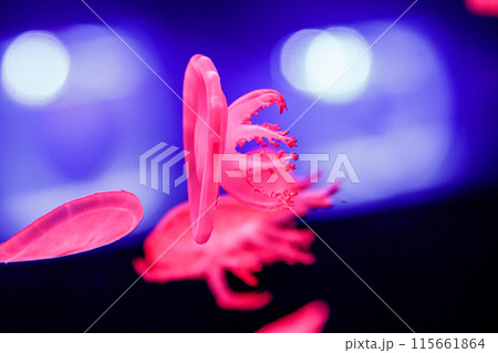 macro of a beautiful jellyfish cassiopea andromeda 115661864