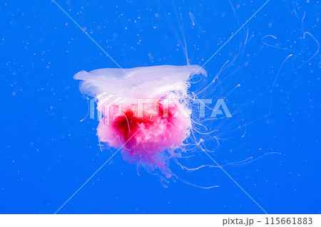 macro of a beautiful jellyfish cyanea capillata 115661883