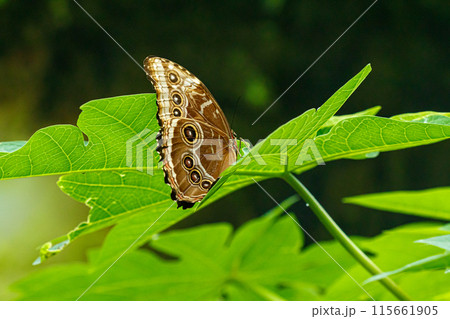 macro beautiful butterfly Morpho helenor 115661905