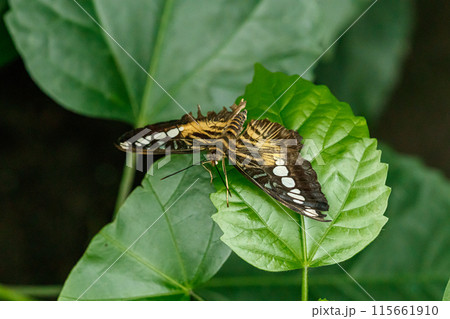 macro beautiful butterfly Parthenos sylvia macro beautiful butterfly Parthenos sylvia 115661910