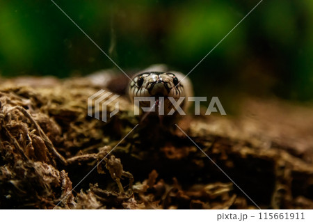 snake lampropeltis getula californiae 115661911