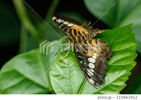 macro beautiful butterfly Parthenos sylvia macro beautiful butterfly Parthenos sylvia 115661912