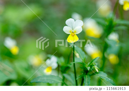 Beautiful spring flowering meadow of fresh flowers Beautiful spring flowering meadow of fresh flowers 115661913