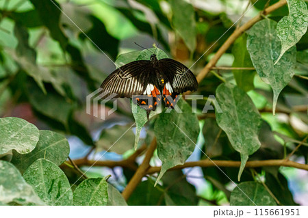 macro beautiful butterfly Papilio low macro beautiful butterfly Papilio low 115661951