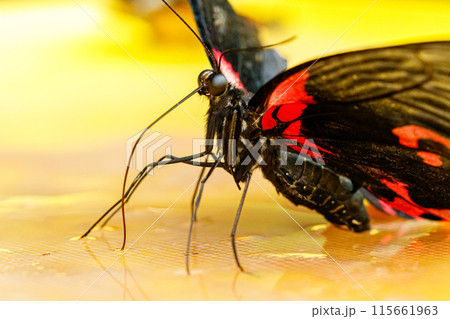 macro beautiful butterfly Papilio rumanzovia 115661963