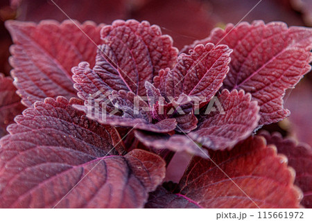 autumn beautiful bushes plants coleus purple 115661972