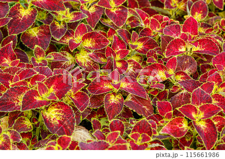 autumn beautiful bushes plants coleus purple 115661986