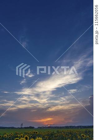 ＜千葉県＞佐倉ふるさと広場(ひまわり) 115662056