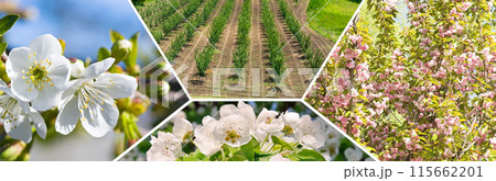 flowering of fruit trees. Collage. Wide photo. flowering of fruit trees. Collage. Wide photo. 115662201