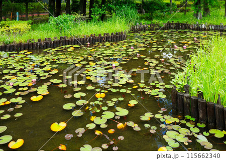 白鳥の池のスイレンの花と周囲の景観 荒川自然公園 白鳥の池のスイレンの花と周囲の景観 荒川自然公園 115662340