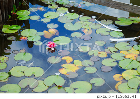 白鳥の池のスイレンの花と水面に映える景観　荒川自然公園 115662341