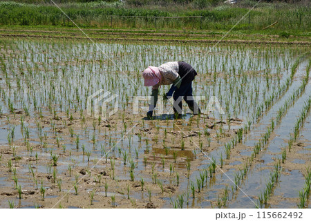 田植えをする女性　補植 115662492