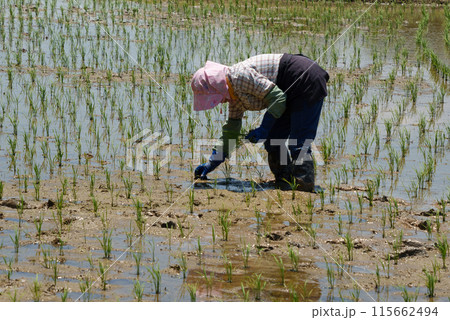田植えをする女性 補植 田植えをする女性 補植 115662494