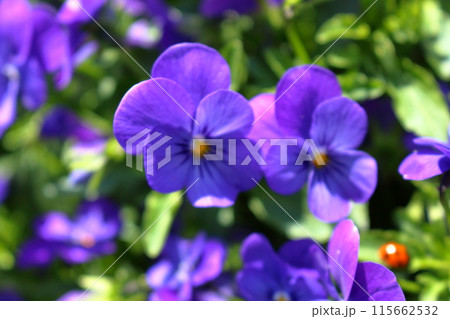 存在感のある紫の花 存在感のある紫の花 115662532