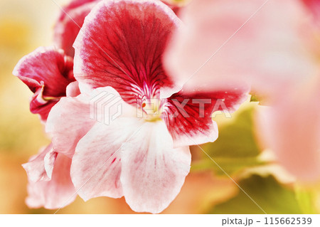 Beautiful red pink  flowers of geranium 115662539