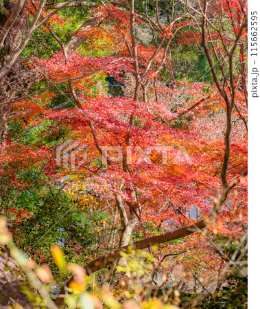 【神奈川県】紅葉に包まれる覚園寺境内　※撮影協力「覚園寺」プロパティリリース取得済 115662595