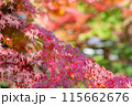 【神奈川県】紅葉に包まれる覚園寺境内 ※撮影協力「覚園寺」プロパティリリース取得済 【神奈川県】紅葉に包まれる覚園寺境内 ※撮影協力「覚園寺」プロパティリリース取得済 115662676