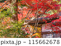 【神奈川県】紅葉に包まれる覚園寺境内 ※撮影協力「覚園寺」プロパティリリース取得済 【神奈川県】紅葉に包まれる覚園寺境内 ※撮影協力「覚園寺」プロパティリリース取得済 115662678