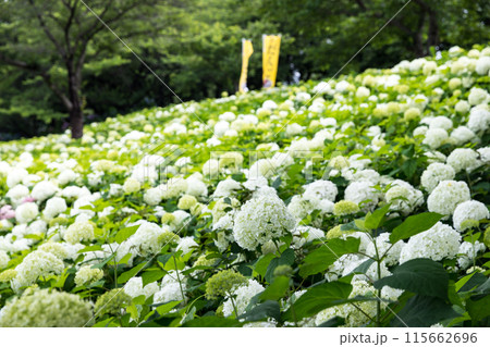 埼玉県幸手市　権現堂あじさいまつり 115662696