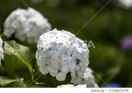 埼玉県幸手市　権現堂あじさいまつり 115662876