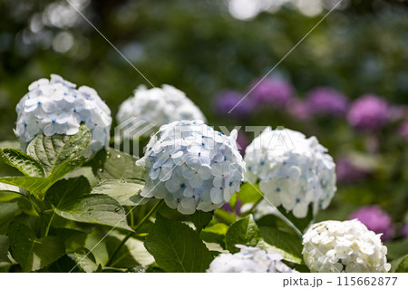 埼玉県幸手市　権現堂あじさいまつり 115662877