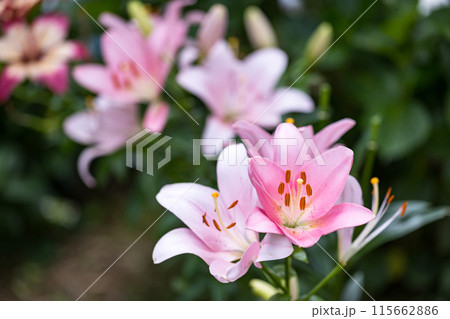 埼玉県幸手市　権現堂あじさいまつり 115662886