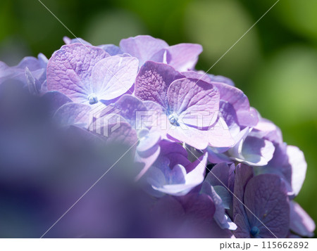 美しい紫の紫陽花 115662892