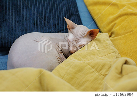 Cute Sphynx kitten sleeping on blue sofa with yellow blanket. Beautiful hairless cat pet at home 115662994