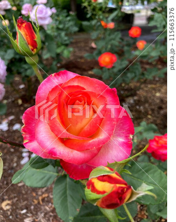 青空に映える覆輪のバラ 115663376