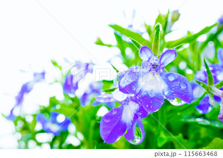 白背景に雨の雫のついた青いきれいなロベリアの花のアップ 115663468