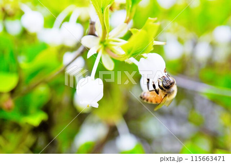 ドウダンツツジの花から花粉を集める可愛いミツバチ 115663471