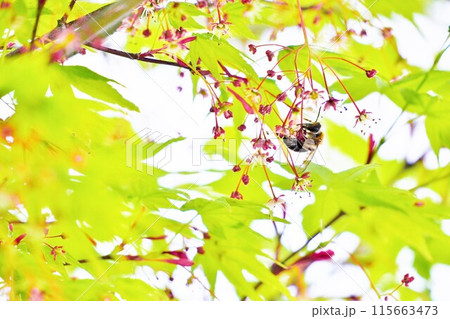 屋外で緑のイロハモミジの赤く小さい花から花粉を集める一匹のかわいいミツバチ 115663473