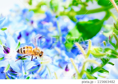集められた大量の青いボリジの花に乗る一匹のみつばち 115663482
