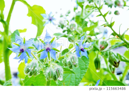 屋外で雨に濡れる青く美しいボリジの花と蕾 屋外で雨に濡れる青く美しいボリジの花と蕾 115663486