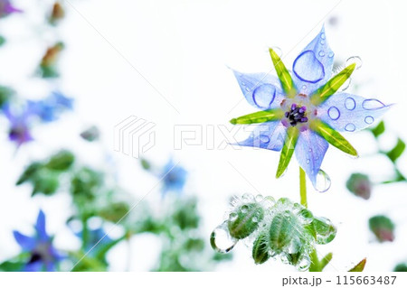 白背景に雨の雫のついた青いきれいな星形のボリジの花 115663487