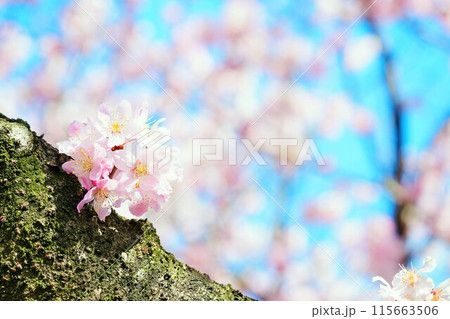屋外で幹から直接な花を咲かせるカワイイ桜の花の塊 115663506