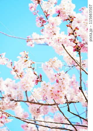 青空を背景に満開で咲く淡いピンク色のかわいい足柄桜の花、縦 青空を背景に満開で咲く淡いピンク色のかわいい足柄桜の花、縦 115663507