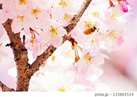 ピンク色の桜の花から花蜜を吸う一匹の蜜蜂、春イメージ 115663514