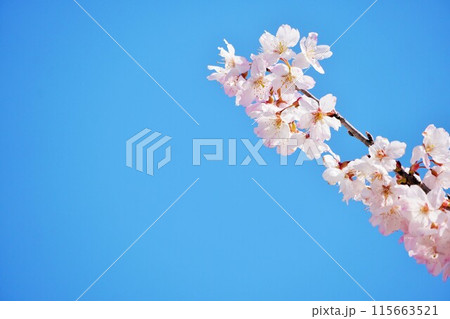 青空の下で咲くピンクの可愛らしい足柄桜の花のアップ 青空の下で咲くピンクの可愛らしい足柄桜の花のアップ 115663521