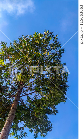 resin tree with blue sky background 115663663