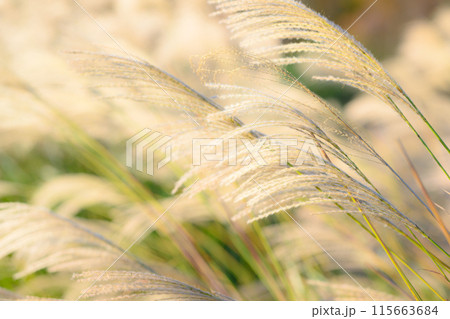 すすき：風景 115663684