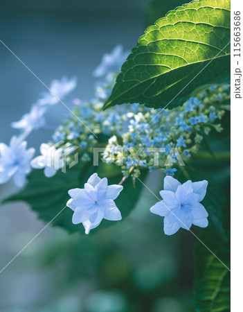 綺麗なあじさいが咲く庭 綺麗なあじさいが咲く庭 115663686