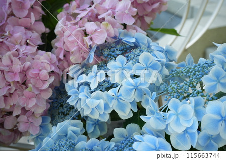 青 ピンク 紫色 紫陽花の花 青 ピンク 紫色 紫陽花の花 115663744