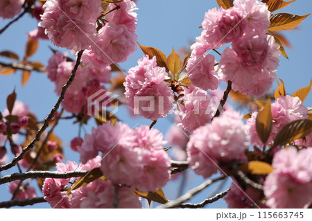 青空に映える桜 115663745