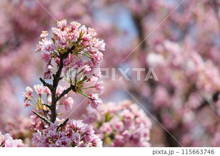 春の訪れを告げる桜 春の訪れを告げる桜 115663746