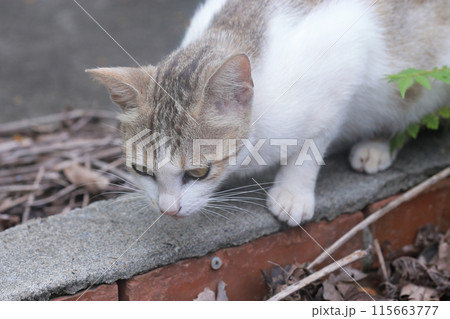 猫 ねこ ネコ 115663777