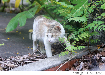 猫 ねこ ネコ 115663783