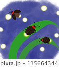 夏の夜のほたる 115664344