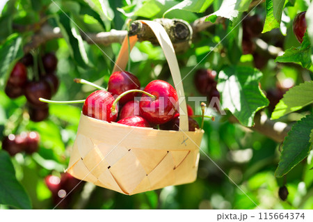 Still life of cherries in wicker basket in garden Still life of cherries in wicker basket in garden 115664374